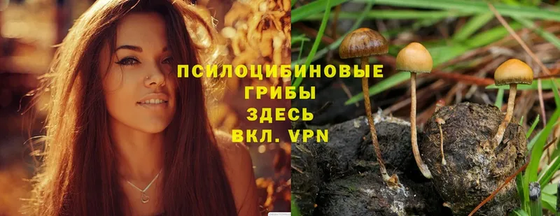 где купить наркотик  Ахтубинск  Псилоцибиновые грибы Psilocybine cubensis 